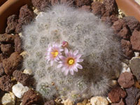 Mammillaria glassii